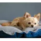 Dog & Cat Bed Cushion DAISY