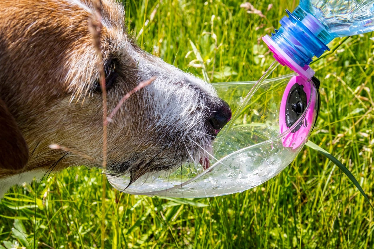 Compact water bowl for dogs