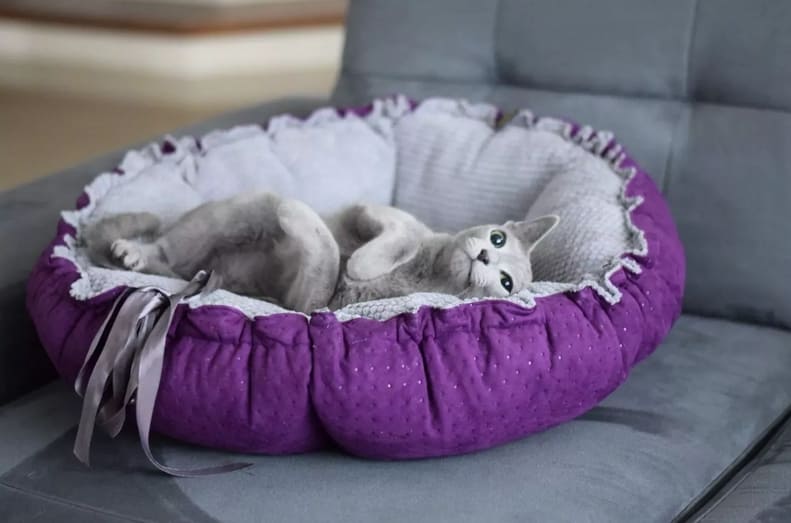 Dog & Cat Bed Cushion DAISY