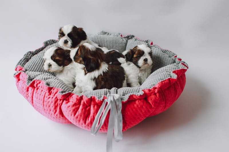 Dog & Cat Bed Cushion DAISY