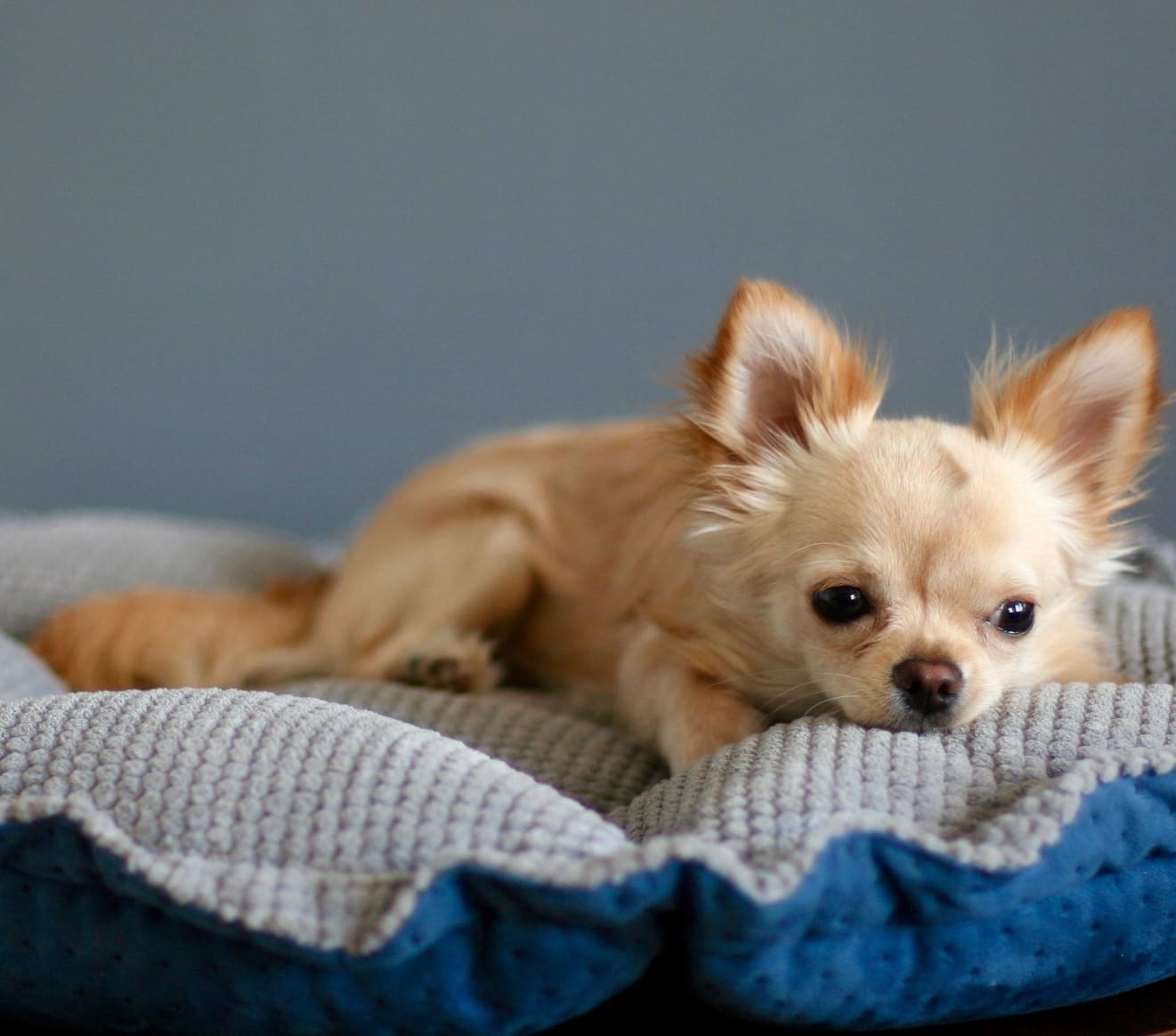 Dog & Cat Bed Cushion DAISY