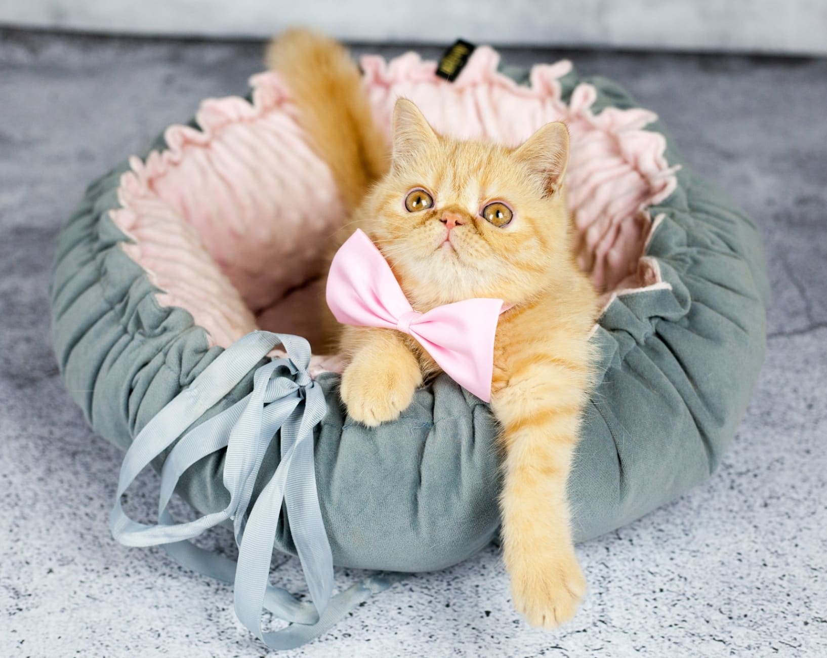 Dog & Cat Bed Cushion DAISY