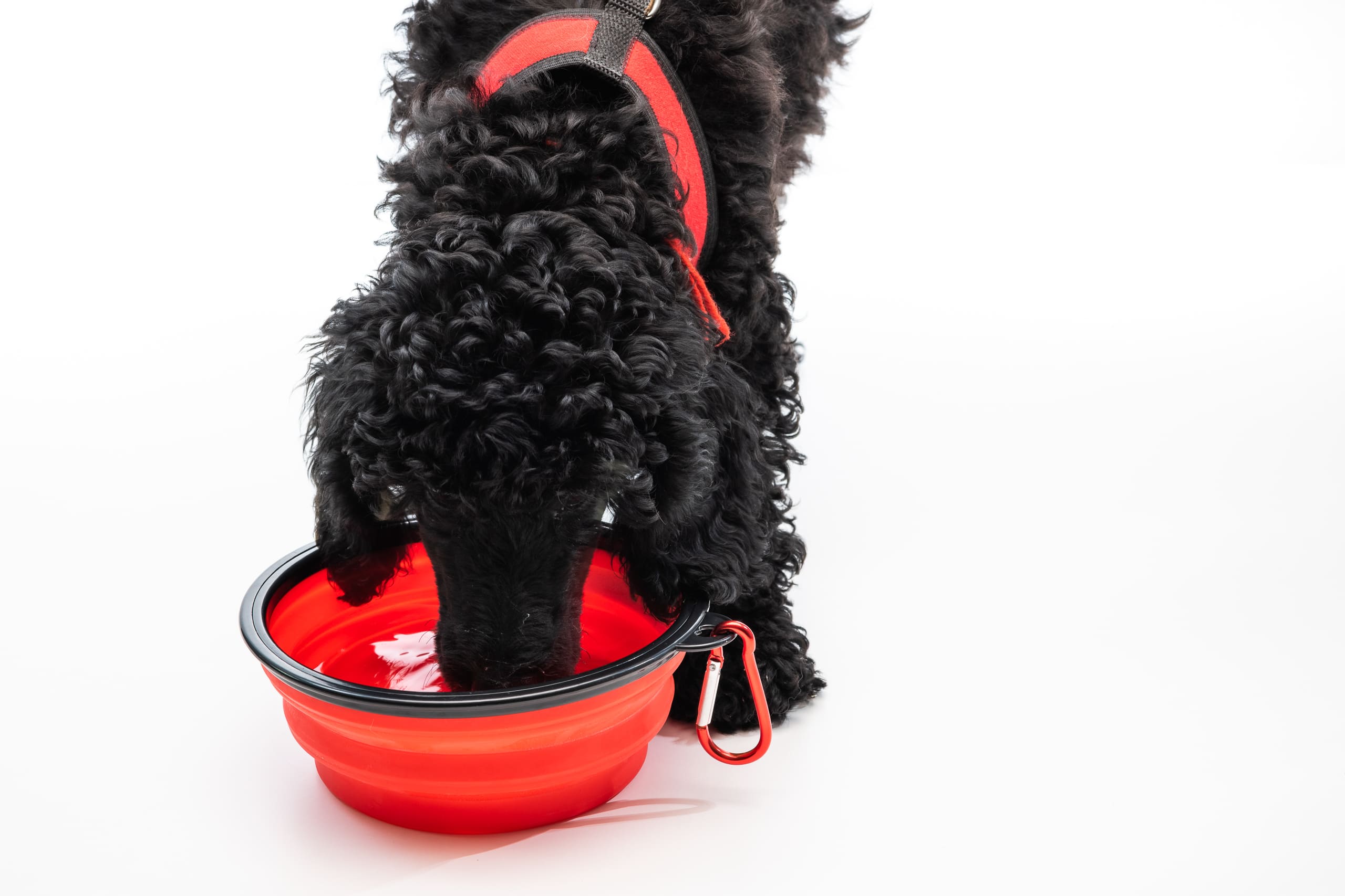 Compact food bowl for dogs / cats, foldable 1L