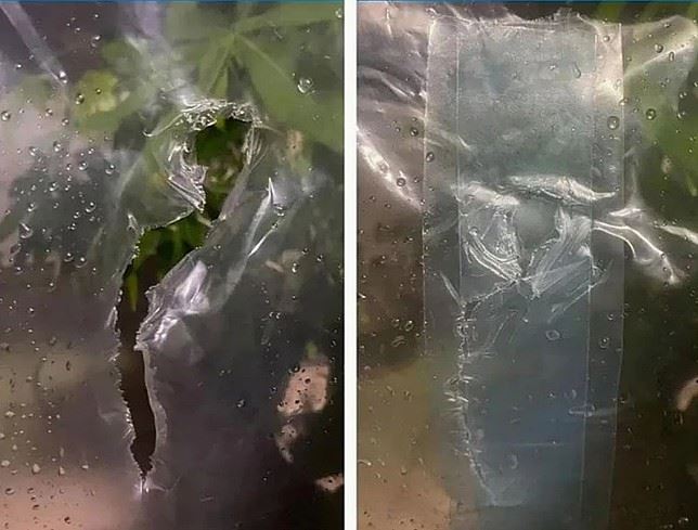 Greenhouse Repair Foil Tape, 50 mm x 10m, Transparent, Beast